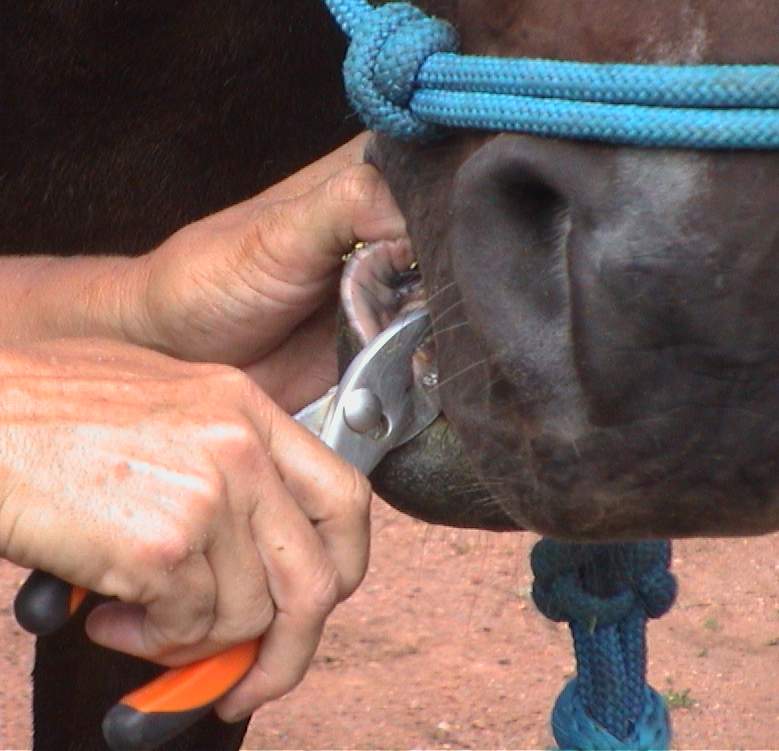 Horse Dentistry , Tartar removal