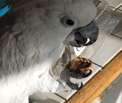 Cockatoo Binny eats walnut from shell
