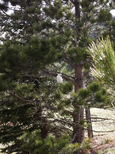 Cockatoo , Binny ( Laden ) in tree in June , 2013 06 02